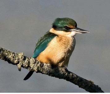 Kingfisher