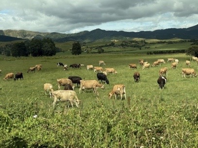 Sheep in NZ